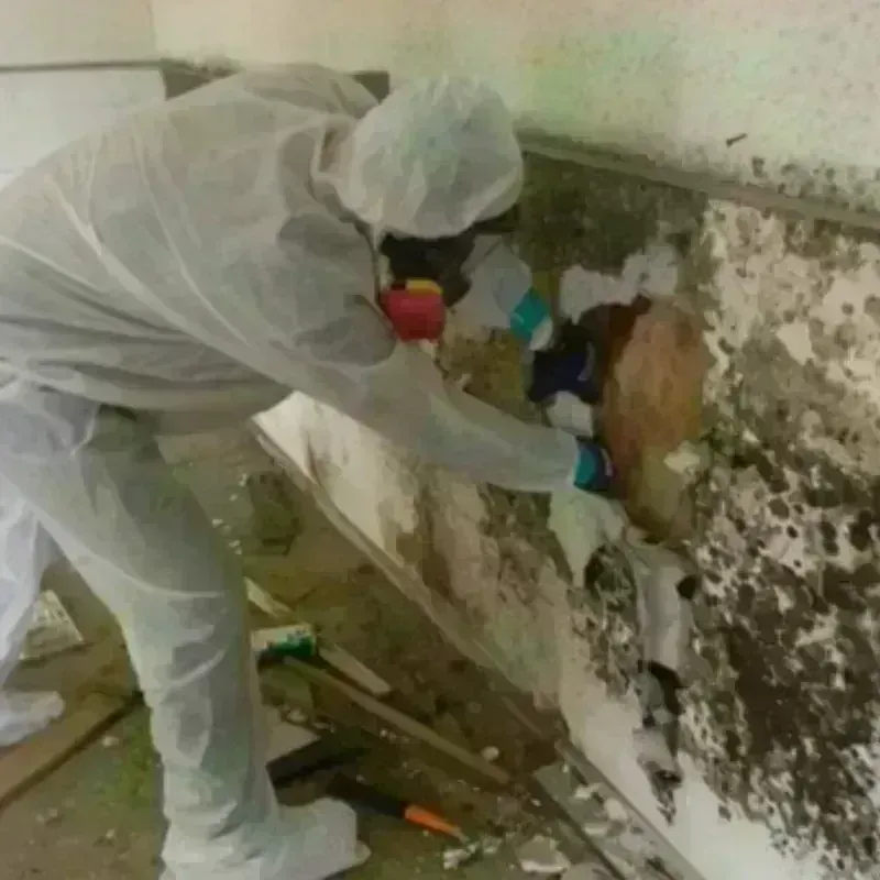 Mold Remediation and Removal in Ashburn, IL